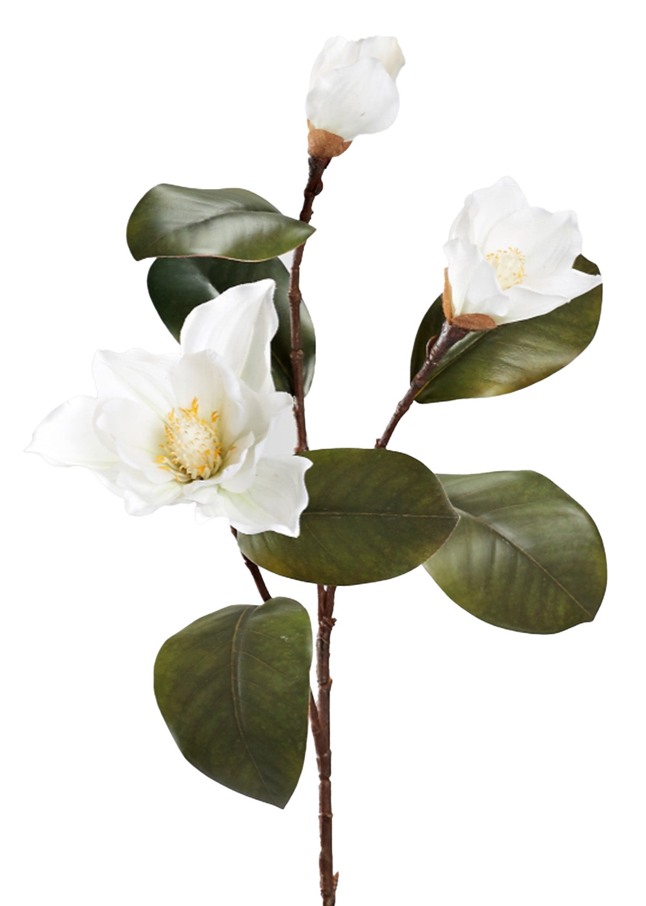 White Magnolia Branch with 3 Flowers