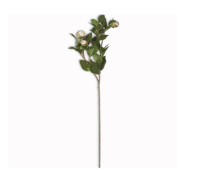 Peony Stem